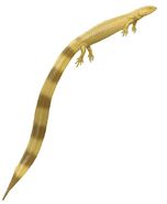 Урокордил (лат. Urocordylus wandesfordii)