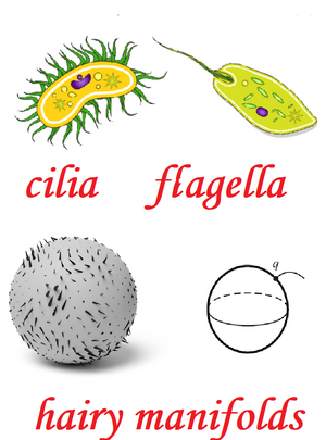 Cilia-flagella-hairy-manifolds-01-goog