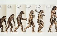 Human-evolution-01-goog