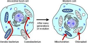 Endosymbiosis-02-goog