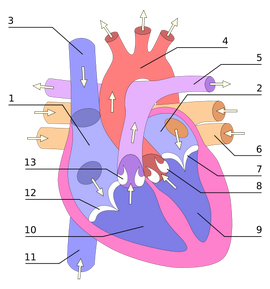 496px-Heart numlabels