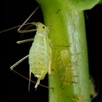 Acyrthosiphon pisum (pea aphid)-PLoS