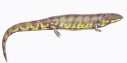 Фолидогастер (лат. Pholidogaster pisciformes)