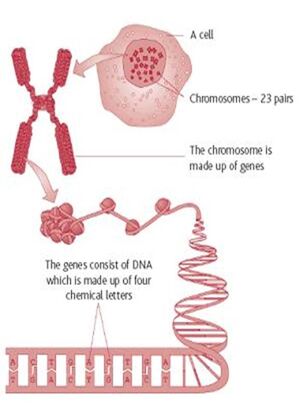 Genetics-Gen-03-goog