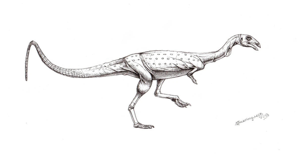 Elaphrosaurus bambergi Наука Fandom