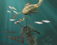 Птеригот (лат. Pterygotus)