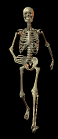 Skeleton-goog