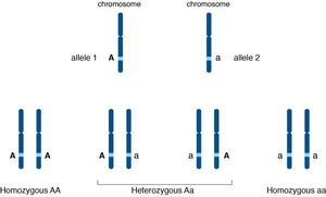 Allele-01-goog