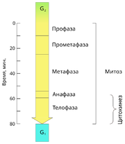 The time course of mitosis and cytokinesis (ru)