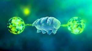 Animals-Tardigrades-03-goog