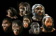 Homo-Evolution-01-goog