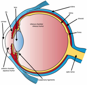 Eye-02-goog