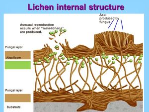 Lichen-Structure-02-goog