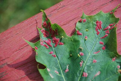 Maple leaf gall