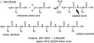 Proteins-01-goog