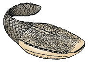 Мегалограпт (лат. Megalograptus)