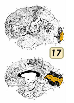 Brodmann Cytoarchitectonics 17