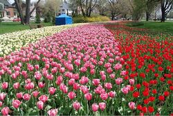 Tulip Festival 2006 - Dow's Lake 1