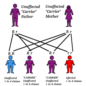 Allele-Autorecessive-01-goog