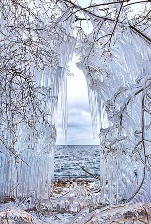Frozen-Trees-01-goog