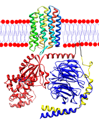 Rhodopsin-transducin