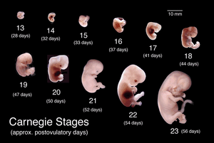 Embryo-02-goog