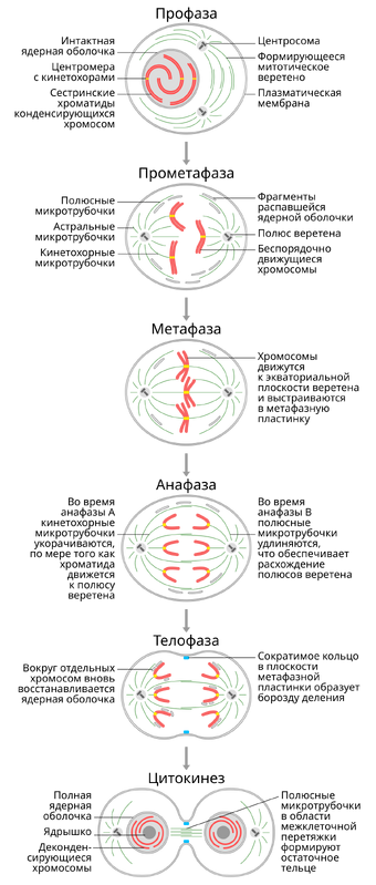 Фазы митоза рисунок