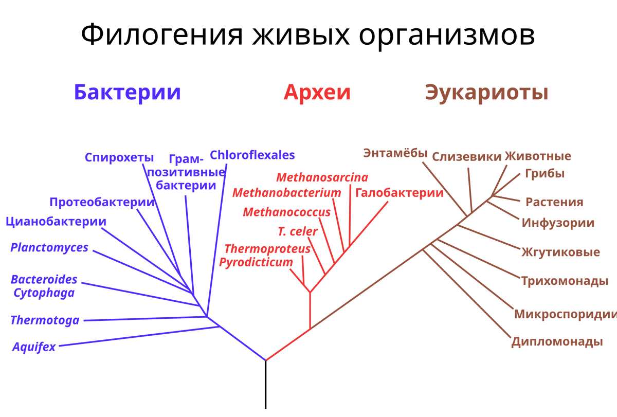 Филогенетическое развитие человека. Общая схема филогенетического цикла. Филогенетическая Эволюция. Сестринские группы филогенетическое дерево. Филогенетическая адаптация.