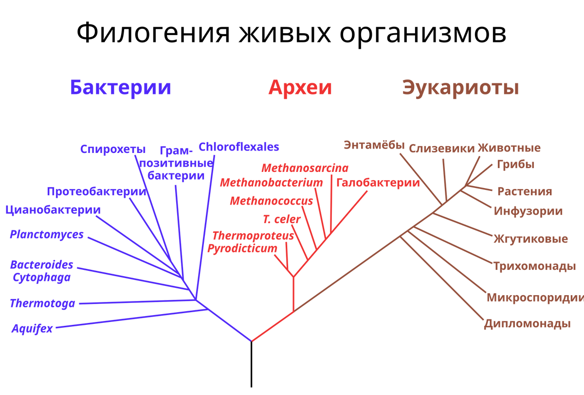 Общая схема филогенетического цикла