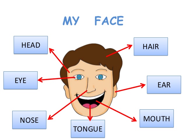 Parts of face