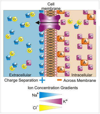 Basis of Membrane Potential2