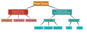 Tissues-Plant-01-goog