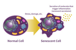 Cellular-senescence-01-goog