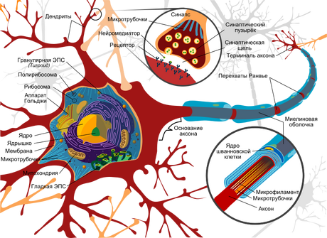 Complete neuron cell diagram ru