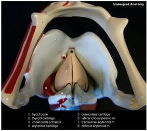 Larynx-goog