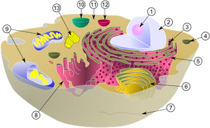 BiologicalCell