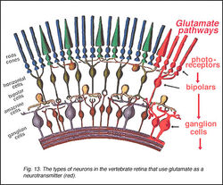 GLU13+