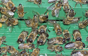 Incects-Bee-drones-01-goog