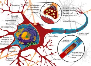 Neuron-Cell-goog