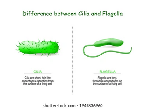 Bacteria-cilia-flagella-01-goog