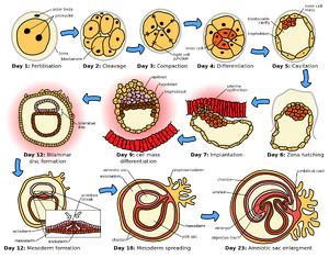 Embryo-03-goog