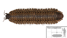 1200px-Arthropleura