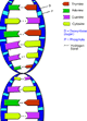 DNA-goog