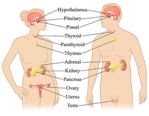 Systems-Endocrinic-01-goog