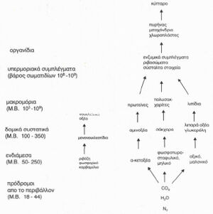 Biochemical-Hierarchy-01-goog