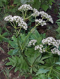 Valeriana