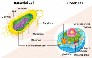 Human-Bacteria-cells-02-goog