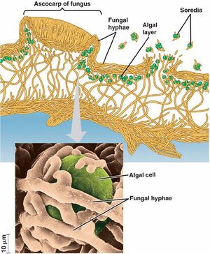 Lichen-Structure-01-goog