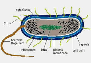 Bacteria-01-goog