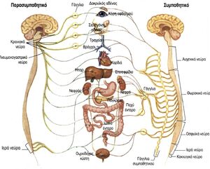 Biosystems-Nervous-01-goog